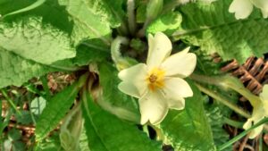 Primrose