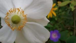 Anemone x hybrida Honorine Jobert