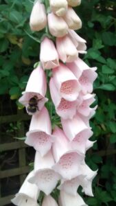 Digitalis purpurea