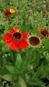 Helenium sunset