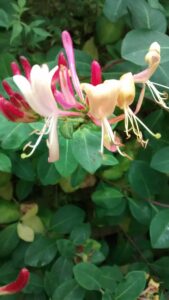 Lonicera periclymenum “Serotina”