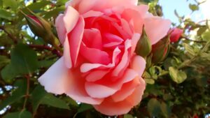 Rosa Albertine