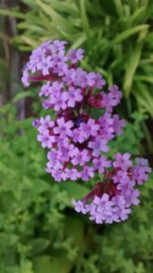 Verbena bonariensis